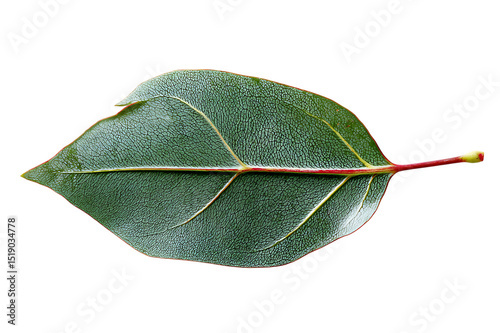 A Detailed Close-up Photograph of a Single Eucalyptus Leaf  isolated on transparent background	 photo