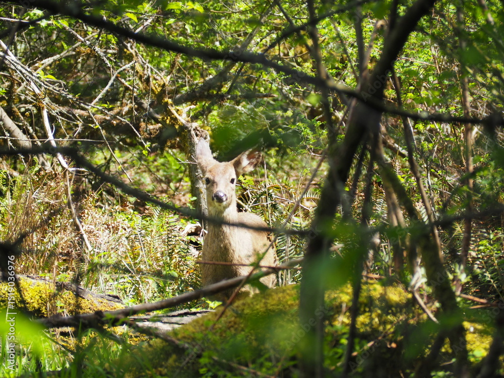 Obraz premium Deer in the Forest