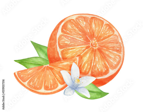 Orange with flower and leaves hand drawn watercolor composition on isolated background.