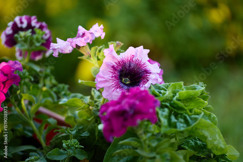 Vibrant petunias bloom in a sunny garden, showcasing colors of pink, purple, and green in early summer