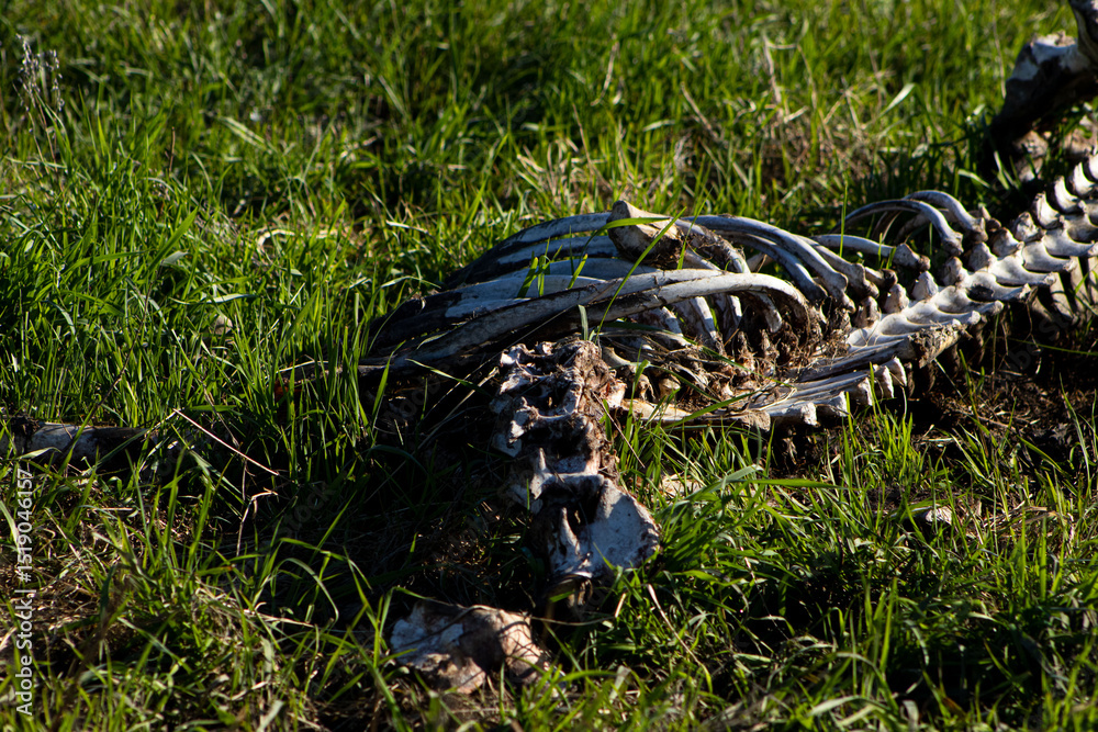 Fototapeta premium Animal skeleton with ribs in the green grass