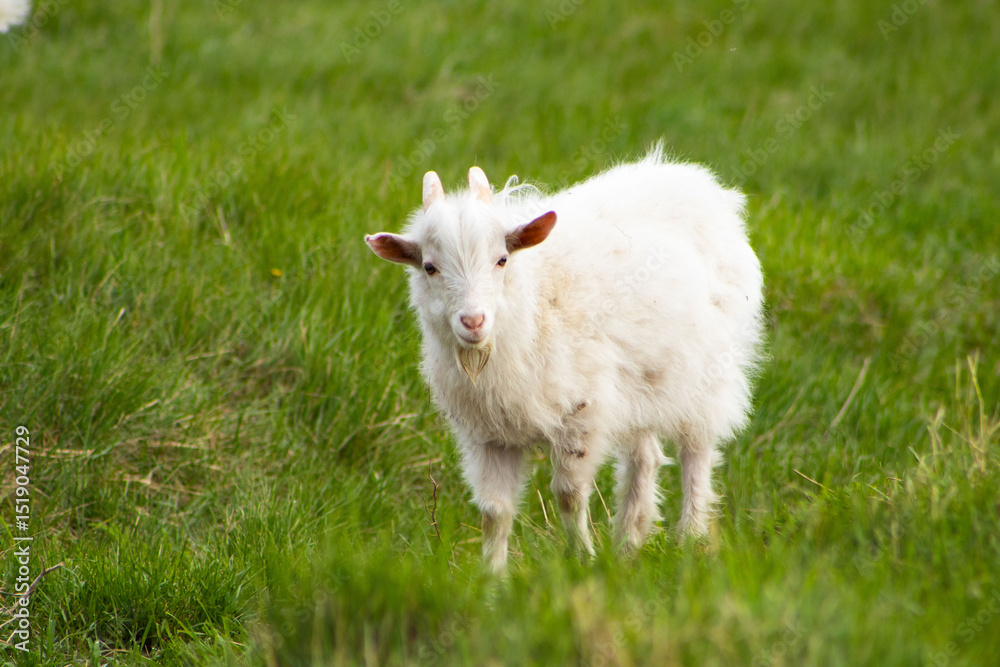 Fototapeta premium White young goat on the green meadow