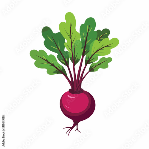 Freshly harvested beetroot with vibrant green leaves, healthy produce