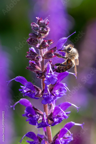close-up of a honey bee (anthophila) harvesting on blue and purple sage blossoms (salvia nemorosa)