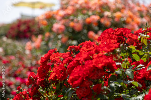 Red roses blooming on a bush