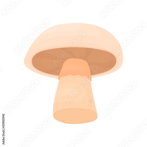 Champignon. Edible mushroom. Proper nutrition. Protein diet