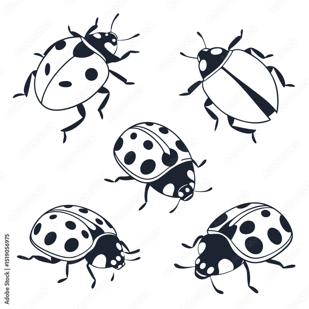 Black and white vector illustration of various ladybug poses against a clean white background Black and white vector illustration of various ladybug poses against a clean white background