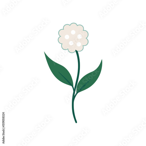Delicate Pearly Everlasting Flower Vector Doodle Clipart