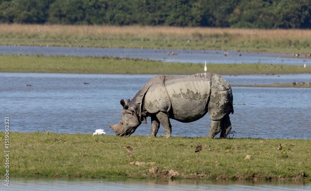 Fototapeta premium A One Horn Rhino is eating grass in the field near the river.