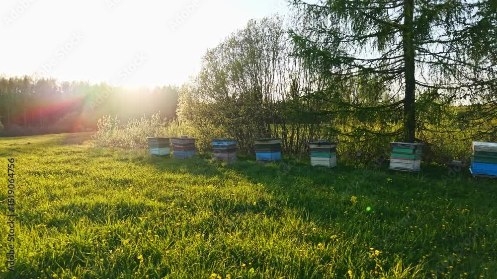 Beehives in wide open meadow with tree in background at dawn, low angle tracking right