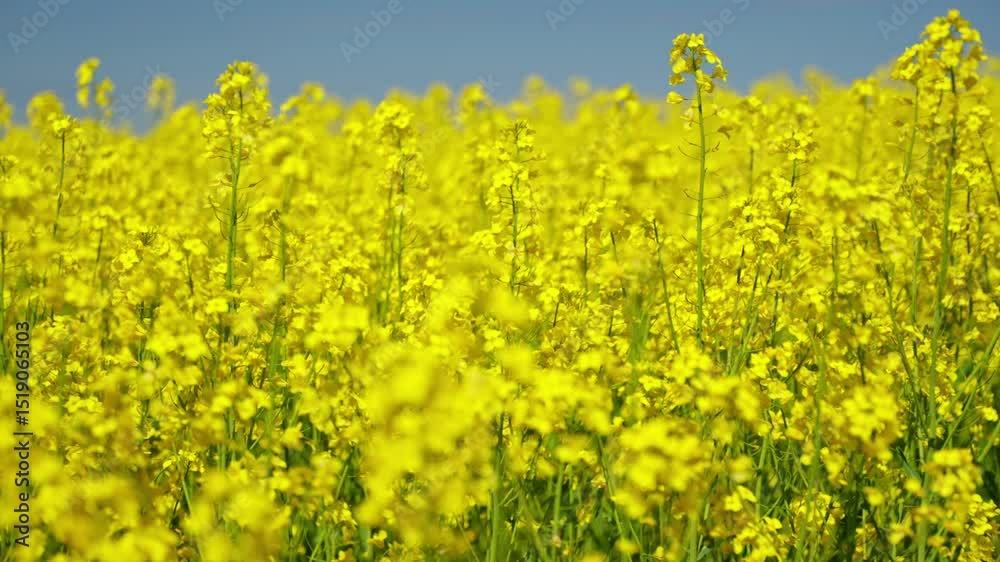 Blooming rapeseed field with bright yellow flowers stretching across the landscape Blooming rapeseed field with bright yellow flowers stretching across the landscape