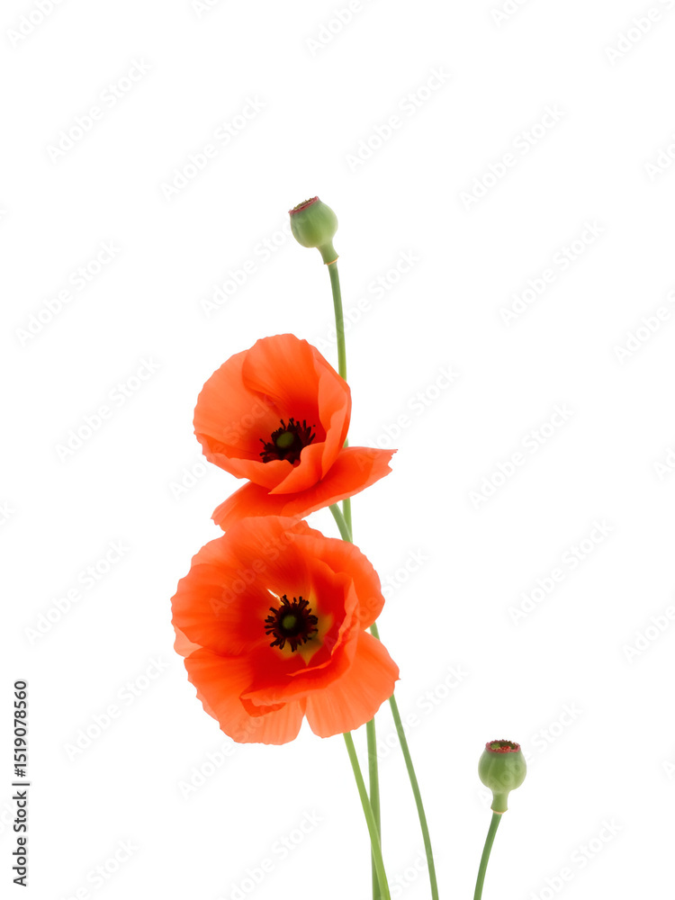 Naklejka premium poppy flowers isolated on white