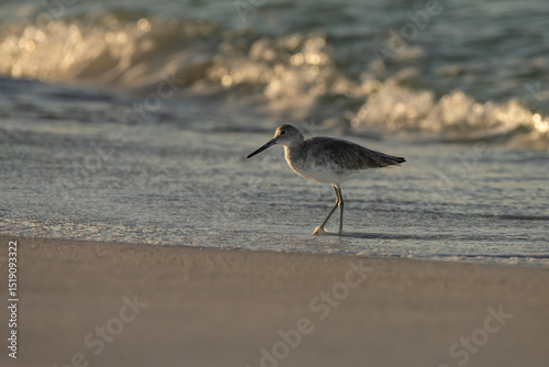 Sea foam bubbles float over coastal bird’s feet in ocean photo