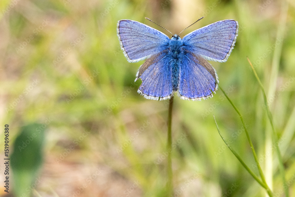 Fototapeta premium Common holly blue butterfly on a flower. High quality photo