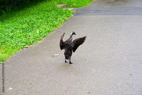 Wallpaper Mural One black Indian Runner duck with spread wings outdoor at organic farm at Swiss City of Zürich on a cloudy spring day. Photo taken June 3rd, 2025, Zurich, Switzerland. Torontodigital.ca