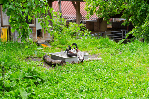 Wallpaper Mural Indian Runner ducks taking a bath outdoor at organic farm at Swiss City of Zürich on a cloudy spring day. Photo taken June 3rd, 2025, Zurich, Switzerland. Torontodigital.ca