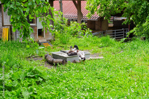 Wallpaper Mural Indian Runner ducks taking a bath outdoor at organic farm at Swiss City of Zürich on a cloudy spring day. Photo taken June 3rd, 2025, Zurich, Switzerland. Torontodigital.ca
