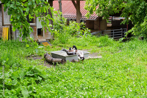 Wallpaper Mural Indian Runner ducks taking a bath outdoor at organic farm at Swiss City of Zürich on a cloudy spring day. Photo taken June 3rd, 2025, Zurich, Switzerland. Torontodigital.ca