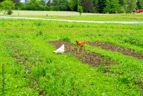 Wallpaper Mural Chicken on vegetable field at organic farm at Swiss City of Zürich on a cloudy spring day. Photo taken June 3rd, 2025, Zurich, Switzerland. Torontodigital.ca