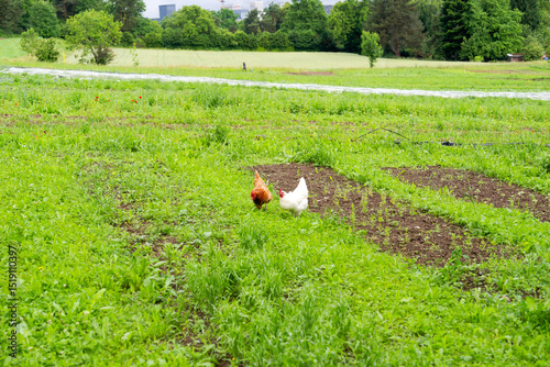 Wallpaper Mural Chicken on vegetable field at organic farm at Swiss City of Zürich on a cloudy spring day. Photo taken June 3rd, 2025, Zurich, Switzerland. Torontodigital.ca
