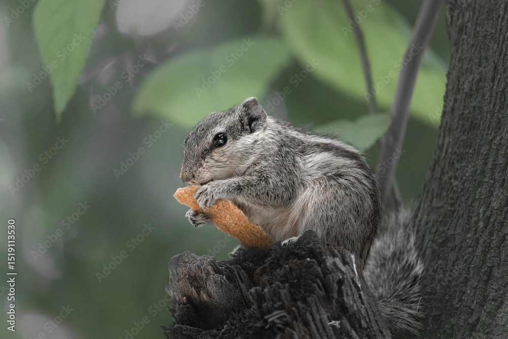 Obraz premium Close-up of a squirrel holding and eating a piece of bread on a tree trunk, with its eyes gently closed, giving a peaceful and focused appearance
