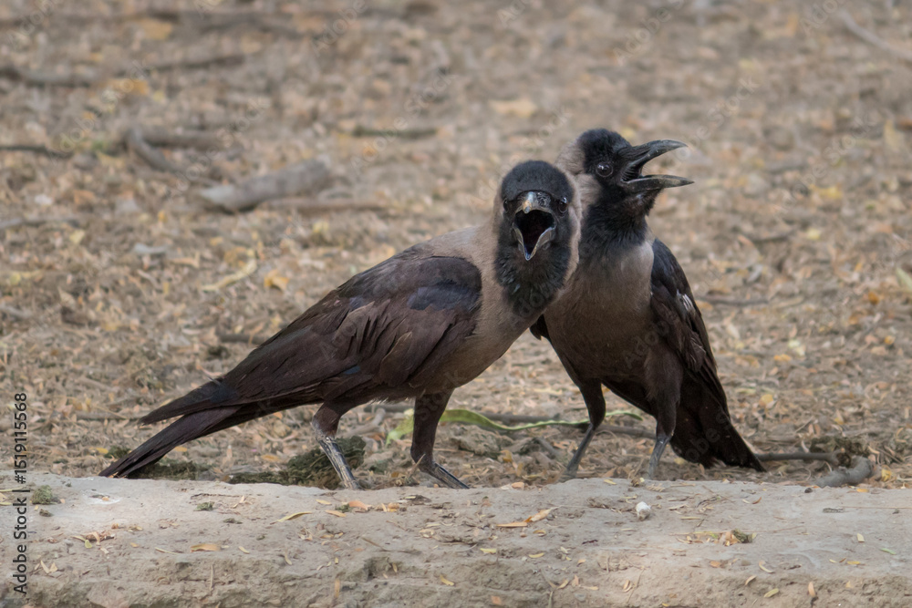 Obraz premium Crow Pair Engaging in Close Vocal Interaction. Crows Communicating Through Loud Calls in Natural Habitat