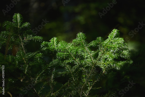 Lush green foliage illuminated by soft sunlight in a forest setting