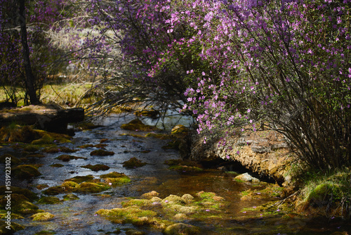 Flowing stream surrounded by blooming purple flowers in a serene landscape
