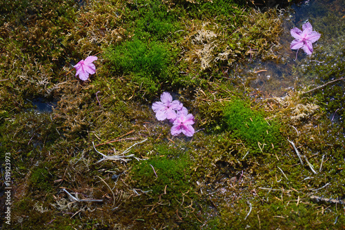 Delicate pink flowers resting on vibrant green moss in a serene pond