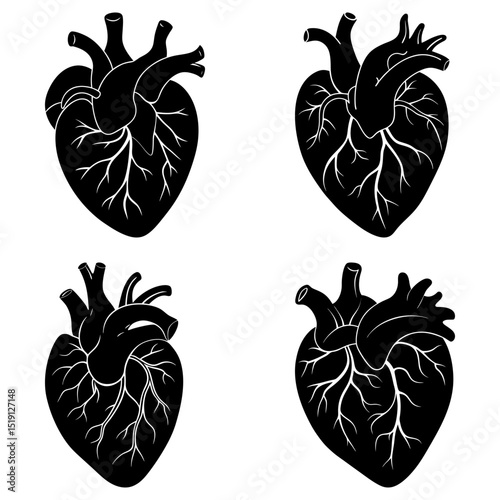 Four anatomical hearts in black and white with detailed veins and arteries illustration vector graphic