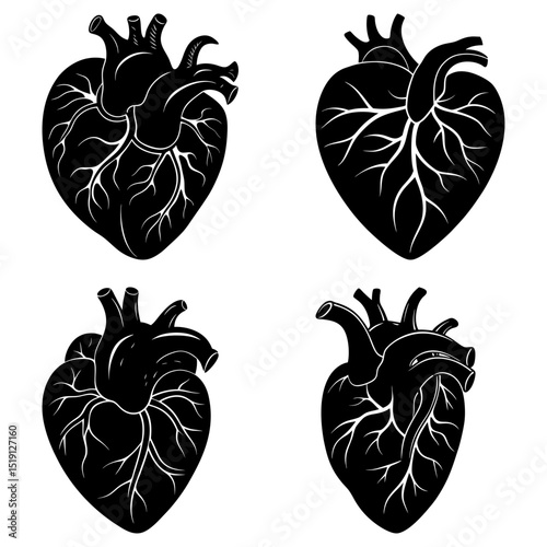 Anatomical heart illustrations in black and white showing veins and arteries in detailed graphic style