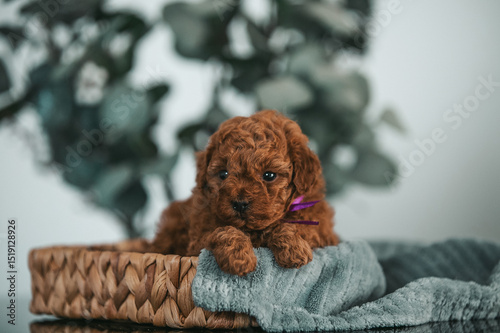Poodle babies in kennel. Newborn toy poodle puppies. Dwarf red poodle	
