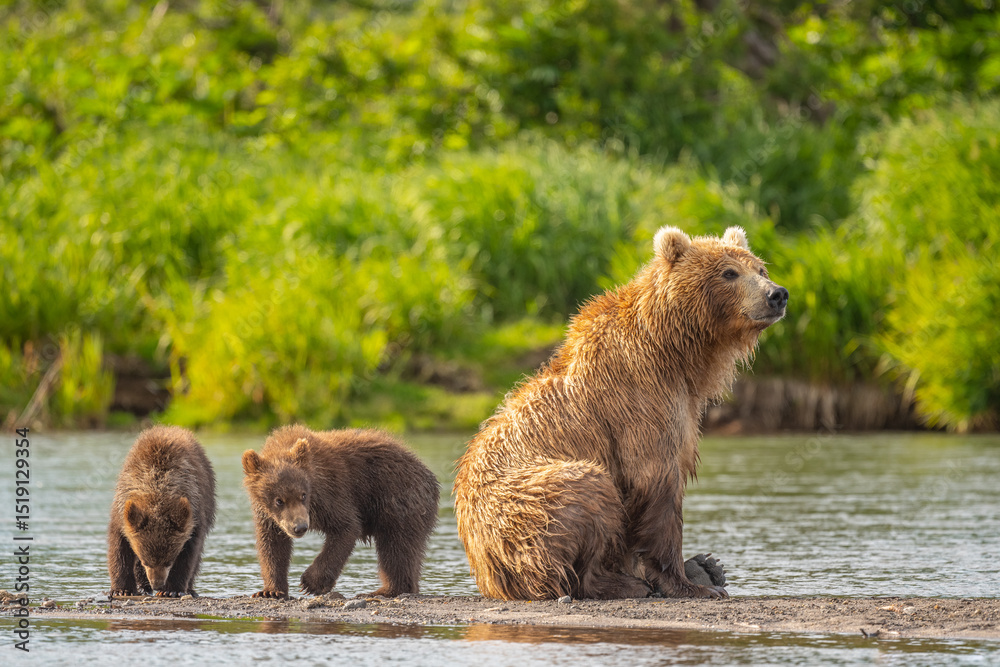 Obraz premium Ruling the landscape, brown bears of Kamchatka (Ursus arctos beringianus)