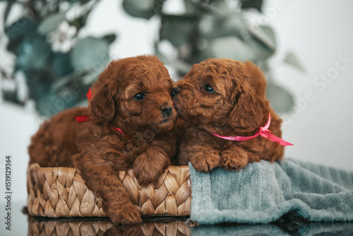 Poodle babies in kennel. Newborn toy poodle puppies. Dwarf red poodle	
