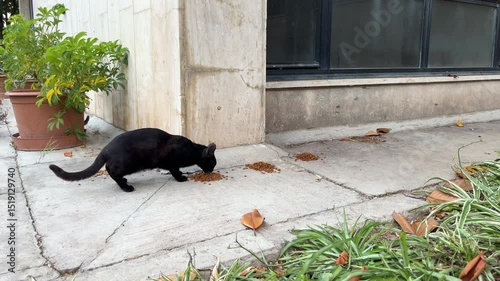 A black stray cat eats food left on the side of the building.
