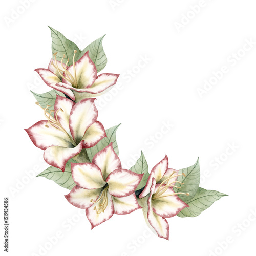 White red green Christmas flowers watercolor corner illustration isolated of background. Traditional winter plant hand drawn floral illustration. Hippeastrum floral clipart for New Year holidays