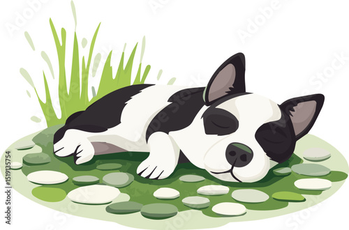 black and white dog
