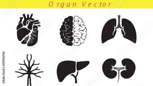Human Organ Silhouette Icon Collection Set Vector Illutration on White Background