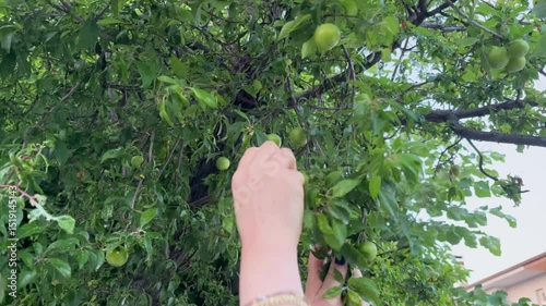 Women's hands picking fresh, delicious green plums from the tree branches.