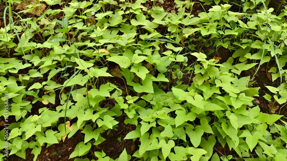 Sweet Vines in a Garden Sweet Vines in a Garden