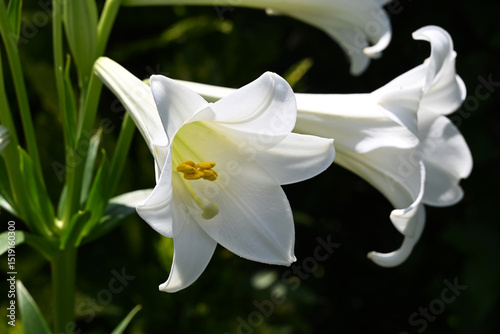 白いテッポウユリの花アップ画像