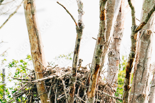 A newly hatched bald eagle baby sitting in a nest photo