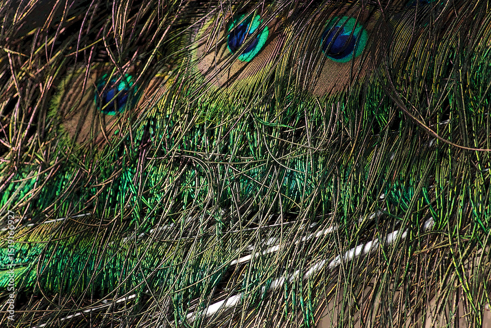 Fototapeta premium fundo com penas de pavão