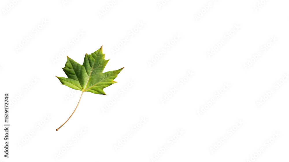 Realistic green maple leaf gracefully falling against a transparent background, enhancing autumn themed designs and enriching nature inspired projects with vibrant color and detail Realistic green maple leaf gracefully falling against a transparent background, enhancing autumn themed designs and enriching nature inspired projects with vibrant color and detail