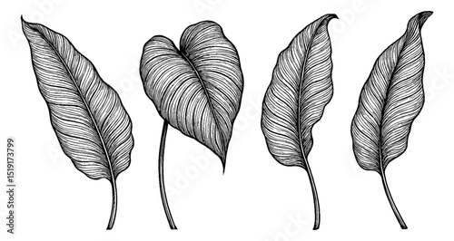 Set of Four Tropical Leaves in Detailed Black and White Line Art Drawing Style