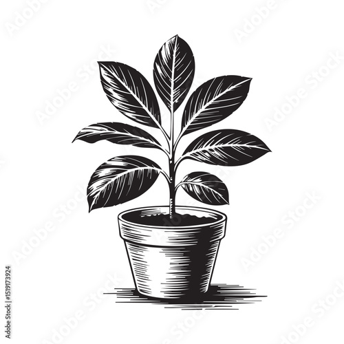 Potted Plant
