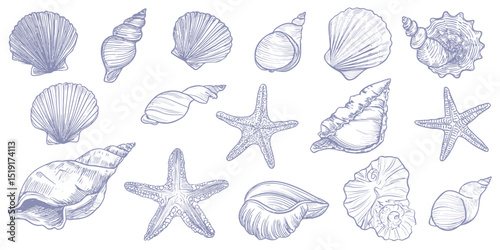 Coastal Seashell and Starfish Clipart Collection A Delicate Set of Nautical Illustrations