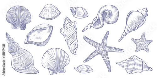Coastal Seashell Clipart Collection Hand-Drawn Illustrations of Starfish and Various Seashells