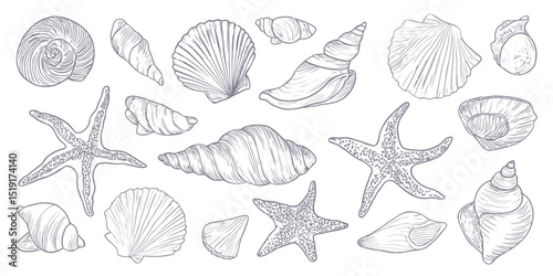 Coastal Seashell and Starfish Clipart Collection Hand-Drawn Nautical Illustrations