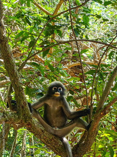 030625049 Dusky leaf monkey on the tree at Phraya Nakhon Cave Prachuap Khiri Khan Province in Thailand